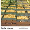  barhi dates