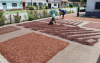 Cocoa beans Carenero, F1