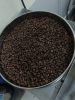 Arabica coffee beans