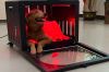 GLPE red light therapy...