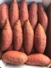 Beauregard Sweet Potatoes