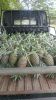 Fresh Pineapples