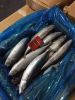 frozen mackerel