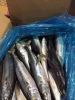 frozen mackerel