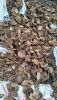 Coconut Shells