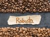 robusta coffee