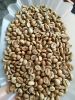 robusta coffee beans