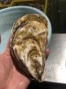 oyster
