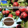 Hawthorn Leaf Extract