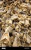 Sun-Dried Stockfish