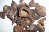 Palm Kernel Shell PKS ...