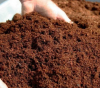 Export-Quality Cocopea...