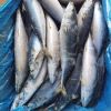 Premium Frozen Mackere...