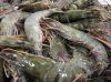 Frozen Shrimp Vannamei...
