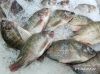 Frozen Tilapia Fish &a...