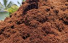 Coco Peat B2B Bulk Supply