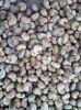 Raw Cashew Nuts &Atild...