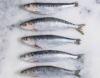 Frozen Sardine Fish Wh...