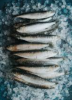Frozen Whole Sardines ...