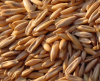 Horse Feed Concentrate...