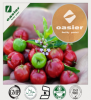 Acerola Cherry Extract