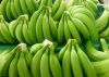 Fresh Cavendish Banana...