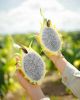 Fresh Dragon Fruit (Ye...