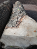 Ash Logs