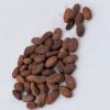 Best Price Organic Cocoa Beans Madagascar Cocoa Beans for Gourmet Chocolate