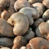 Premium Raw Cashew Nut...