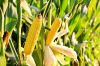 Yellow Corn