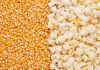 Pop Corn Seed