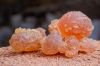Gum Arabic both Hashab...