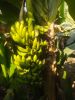 FRESH GREEN BANANA 