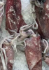 Frozen Squid Tubes And...