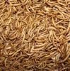 Dried Mealworms for Wi...