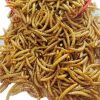Dried Yellow Mealworms...