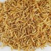 Dry Mealworm Hamster F...