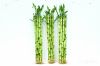 Straight lucky bamboo ...