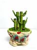 lucky bamboo bonsai na...
