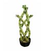 Braided lucky bamboo n...