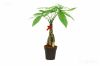 Money Tree Bonsai, Pac...