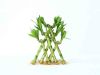 Pyramid lucky bamboo n...