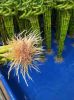 Spiral Dracaena Sander...