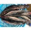 Frozen Cat Fish Fresh ...