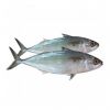 Premium Frozen Mackere...