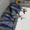 Frozen Tuna Fish Natur...
