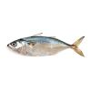 Frozen Mackerel Fish W...