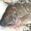 Premium Frozen Tilapia...