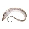Frozen Ribbon Fish Wit...